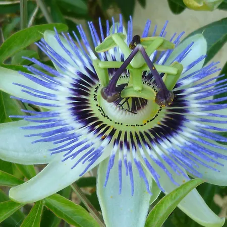 Manoir De Boisairault Nocleg ze śniadaniem 3*