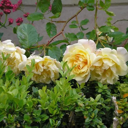 Manoir De Boisairault Le Coudray-Macouard