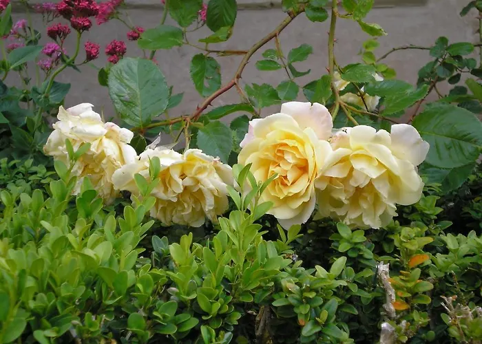 Manoir De Boisairault Le Coudray-Macouard